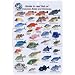 Cozmuel Honduras & belize Fish I.D. Card