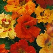 Nasturtium (Tropaeolum majus) - Jumbo Wildflower Seed Packet