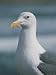 Close View of a Western Gull Premium Photographic Poster Print, 24x32