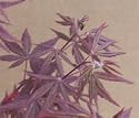 Japanese Red Maple Tree, 30-40 Inch