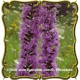Prairie Blazing Star (Liatris pycnostachya) Jumbo Wildflower Seed Packet (300)