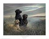 All Grown Up on Grassy Sound Animals Art Poster Print by Ruane Manning, 20x16