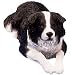 Sandicast Border Collie Original Size Figurine