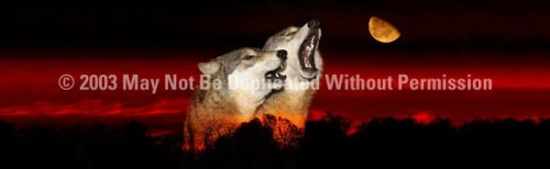 ClearVue Graphics Window Graphic - 16x54 Alpha Male Howl WLD-028-16-54