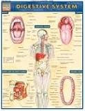 Digestive System (Quickstudy: Academic)
