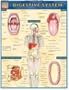 Digestive System (Quickstudy: Academic)
