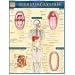 Digestive System (Quickstudy: Academic)