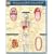 Digestive System Laminated Reference Guide (Quickstudy: Academic)