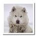 Canadian Eskimo Dog Hudson Bay Churchill Northern Canada - 10x10 Iron On Heat Transfer For White Material