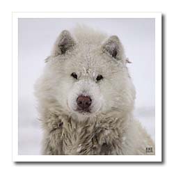 Canadian Eskimo Dog Hudson Bay Churchill Northern Canada - 6x6 Iron On Heat Transfer For White Material