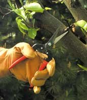 300L Bud Pruners