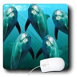 Dolphins - Curious Dolphins - Mouse Pads