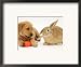 Yellow Labrador Retriever Puppy with Squeaky Toy-Carrot and Young Sandy Lop Rabbit Framed Art Poster Print by Jane Burton, 21x17