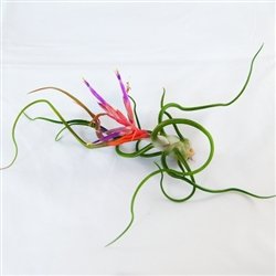 Large Air Plants - Large Bulbosa Air Plants - Nice big 8 to 10 inch air plants - 30 Day Guarantee - Free Shipping for Air Plant Shop orders over $45 - Free air plant care ebook with order Large Air Plants - Large Bulbosa Air Plants - Nice big 8 to 10 inch air plants - 30 Day Guarantee - Free Shipping for Air Plant Shop orders over $45 - Free air plant care ebook with order