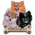 Pomeranian Puppies Adult Sweatshirt