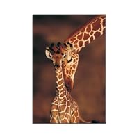 Mother Giraffe and baby Giraffe