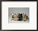 Cairn-Terrier Framed Art Poster Print by Wegner, 21x17