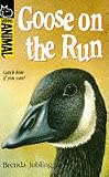 Goose on the run