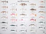 Fishes of the Gulf of Mexico Identification Chart