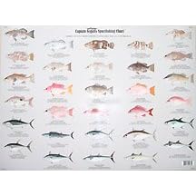 Fishes of the Gulf of Mexico Identification Chart by 