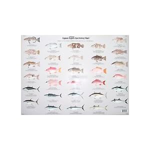 Fishes of the Gulf of Mexico Identification Chart by Species Identification Charts