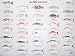 Fishes of the Gulf of Mexico Identification Chart