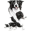 Border Collie Adult Sweatshirt