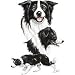 Border Collie Adult Sweatshirt