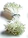 PEARL STAMENS WHITE, 144 heads per pack
