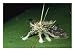 A Moth with Fungus-Like Camouflage Animals Photographic Poster Print, 24x18