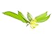 Ylang Ylang Massage Oil / Body Oil 8 Fl. Oz. (Edible) Pump