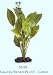 SeaGarden Amazon Sword Plant - Large - 11 in.