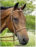 HDR Fancy Raised Padded Bridle