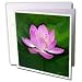 Flowers - lotus - Greeting Cards-12 Greeting Cards with envelopes