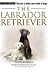 labrador12  - The Labrador Retriever Terra Nova Dog Breed Series