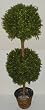 55" OUTDOOR Boxwood Double Ball Topiary Tree