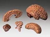 Brain, Classic 5-part Model Professional Model