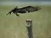 A Snail Kite Clutches an Apple Snail it Plucked from Lake Kissimmee Photographic Poster Print by Raymond Gehman, 32x24