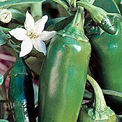 Organic Jalapeno Chile Pepper - 50 Seeds