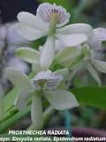 Encyclia radiata 353S