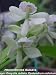 Encyclia radiata 353S