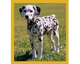 Dalmatian Puppy