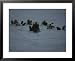 A Group of Sea Otters, Enhydra Lutris, Rest on the Surface of the Sea National Geogra...