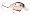 Gizzard Shad