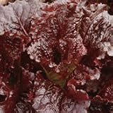 OrganicMerlotLooseleafLettuce450Seeds