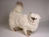 Himalayan Persian, Standing - Lifelike Plush|One Size - 20 inches