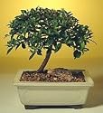 Bonsai Boy's Flowering Brush Cherry Bonsai Tree - Small<br><i>(eugenia myrtifolia)</i>