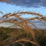 Canada Wild Rye (Elymus canadensis) - Jumbo Wildflower Seed Packet