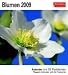 Blumen, Postkartenkalender 2009