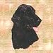 Flat-Coated Retriever Woven Lap Square (Throw Blanket)